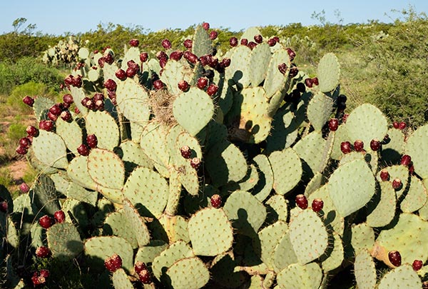 Engelmann Prickly Pear Cactus ripe fruits entire plant Opuntia phaecantha var. discata