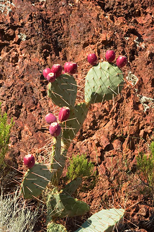 Engelmann Prickly Pear Cactus ripe fruits against rocks Opuntia phaecantha var. discata