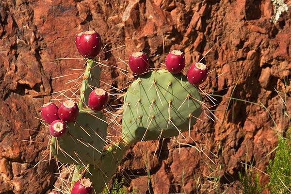 Engelmann Prickly Pear Cactus close-up Opuntia phaecantha var. discata