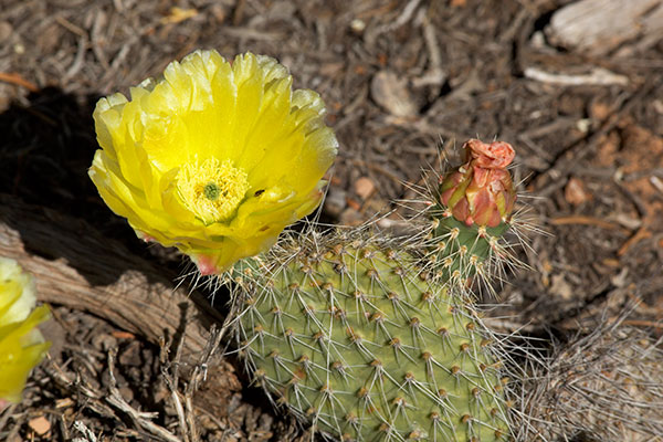Grizzly Bear Prickly Pear Opuntia erinacea var. ursina in bloom