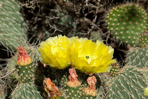 Grizzly Bear Prickly Pear Opuntia erinacea var. ursina in bloom