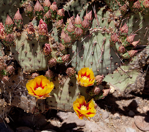 Prickly Pear Cactus Opuntia 
