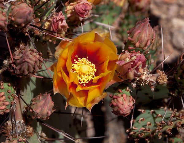 Prickly Pear Cactus Opuntia 