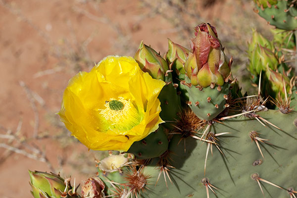 Engelmann Prickly Pear Cactus flowers buds  Opuntia phaecantha var. discata