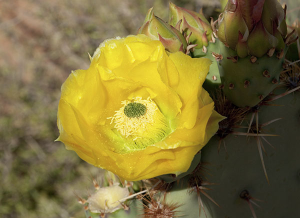 Engelmann Prickly Pear Cactus flowers buds  Opuntia phaecantha var. discata