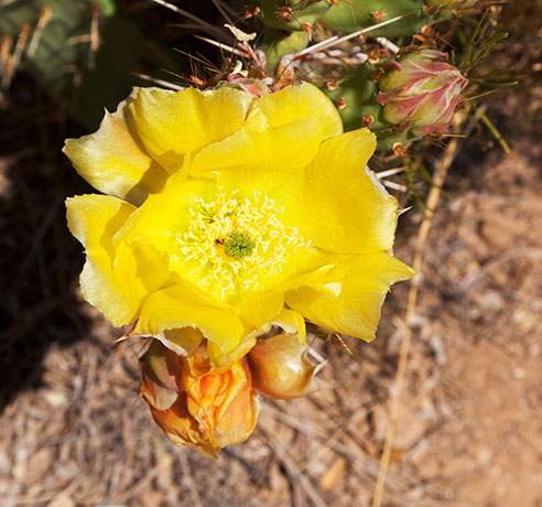 Prickly Pear Cactus flowers buds  Opuntia 