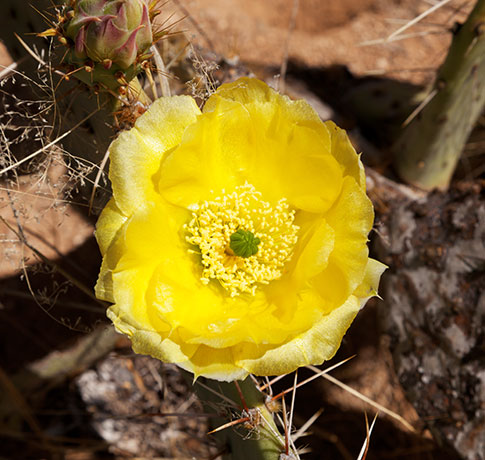 Prickly Pear Cactus flowers buds  Opuntia 