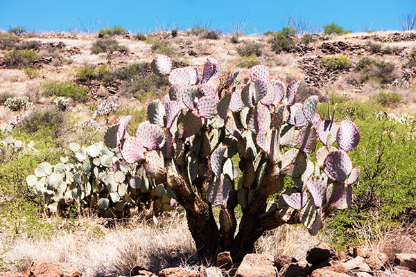 Prickly Pear Cactus  Opuntia 