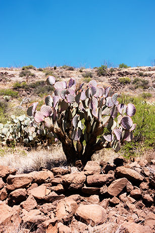 Prickly Pear Cactus  Opuntia 