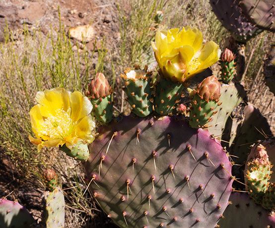 Prickly Pear Cactus  Opuntia 