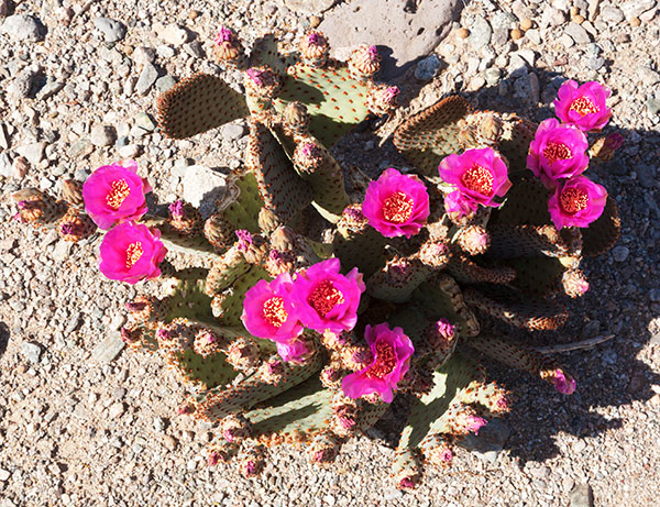 Beavertail Cactus Prickly Pear Cactus  Opuntia basilaris var. basilaris 