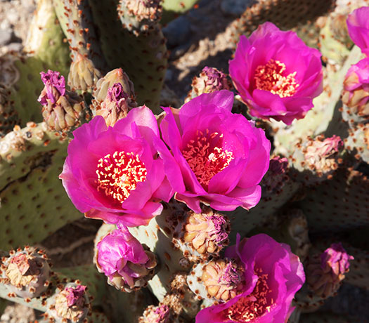 Beavertail Cactus Prickly Pear Cactus  Opuntia basilaris var. basilaris 