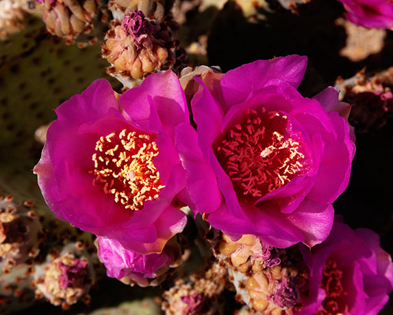 Beavertail Cactus Prickly Pear Cactus  Opuntia basilaris var. basilaris 
