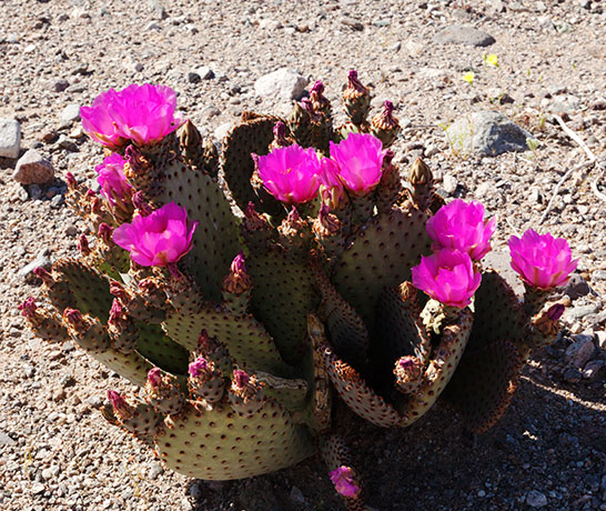 Beavertail Cactus Prickly Pear Cactus  Opuntia basilaris var. basilaris 