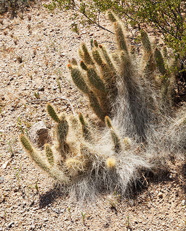 Grizzly Bear Cactus Prickly Pear Cactus  Opuntia erinacea var ursina 