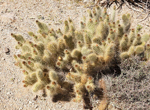 Grizzly Bear Cactus Prickly Pear Cactus  Opuntia erinacea var ursina 
