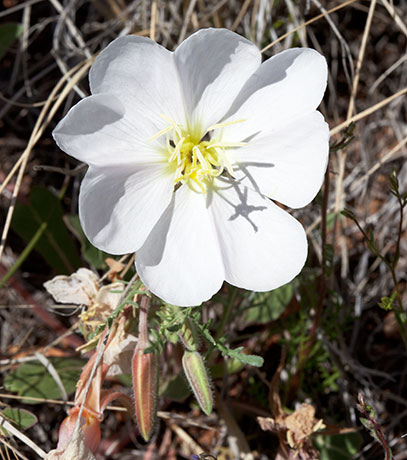 Evening Primrose Oenothera 