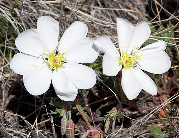 Evening Primrose Oenothera 