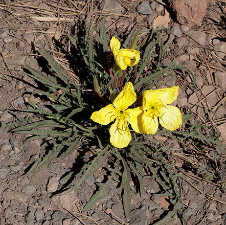 Yellow Primrose Oenothera taraxacoides Evening Primrose 