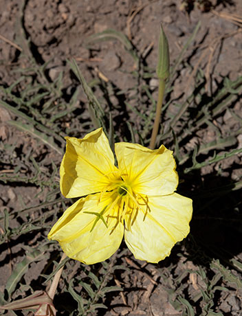 Yellow Primrose Oenothera taraxacoides Evening Primrose 