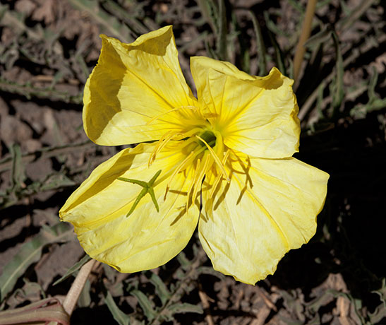 Yellow Primrose Oenothera taraxacoides Evening Primrose 