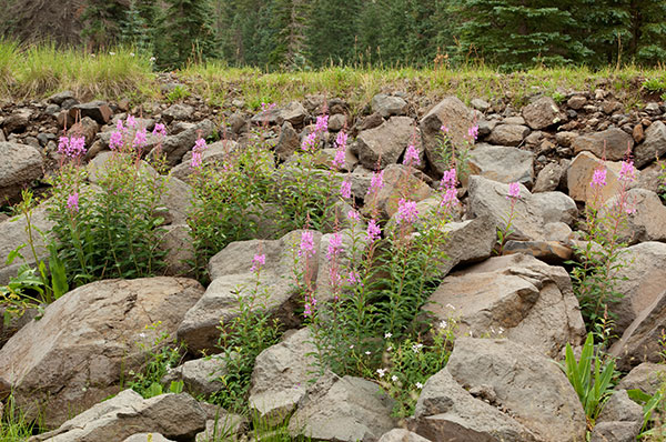 Fireweed Chamerion angustifolium Epilobium angustifolium  