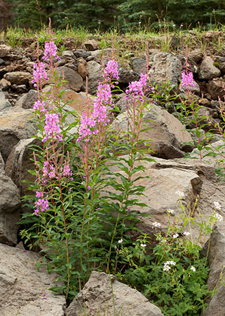 Fireweed Chamerion angustifolium Epilobium angustifolium  