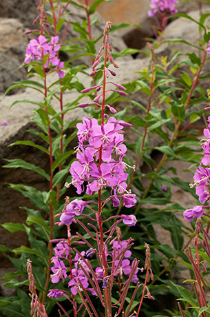 Fireweed Chamerion angustifolium Epilobium angustifolium  