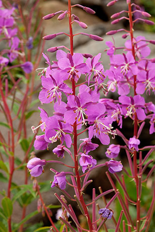 Fireweed Chamerion angustifolium Epilobium angustifolium  