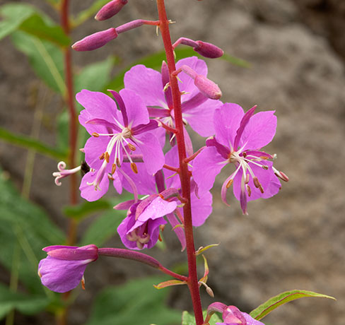 Fireweed Chamerion angustifolium Epilobium angustifolium  