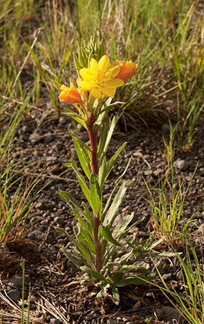 Hooker's Evening Primrose Oenothera elata subsp. hirsutissima Oenothera hookeri 