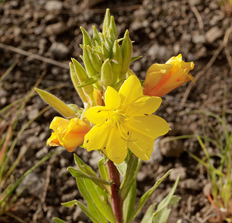 Hooker's Evening Primrose Oenothera elata subsp. hirsutissima Oenothera hookeri 