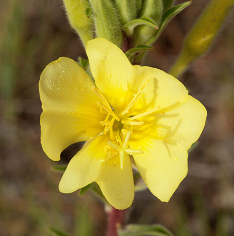 Hooker's Evening Primrose Oenothera elata subsp. hirsutissima Oenothera hookeri 