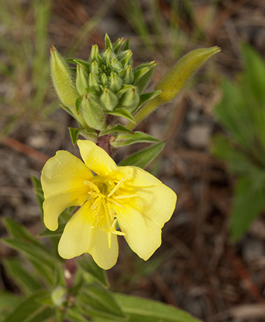 Hooker's Evening Primrose Oenothera elata subsp. hirsutissima Oenothera hookeri 