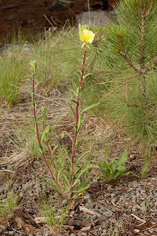 Hooker's Evening Primrose Oenothera elata subsp. hirsutissima Oenothera hookeri 