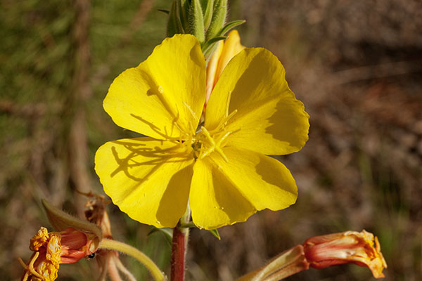 Hooker's Evening Primrose Oenothera elata subsp. hirsutissima Oenothera hookeri 