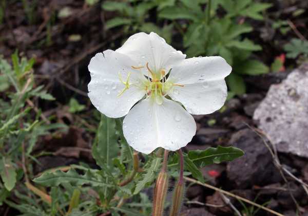 Stemless Evening Primrose Oenothera caespitosa