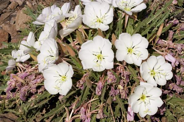Stemless Evening Primrose Oenothera caespitosa