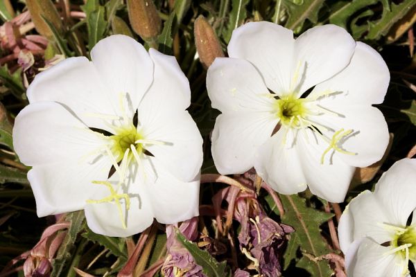 Stemless Evening Primrose Oenothera caespitosa