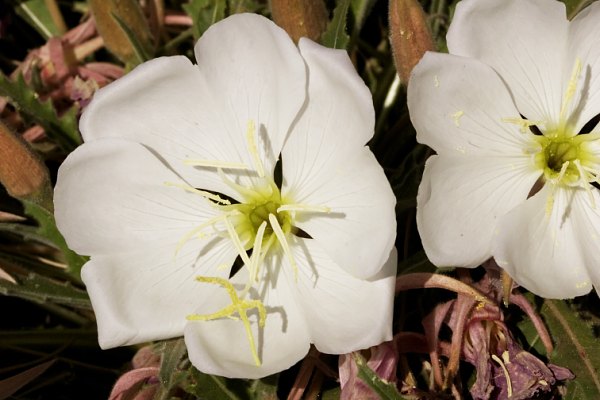 Stemless Evening Primrose Oenothera caespitosa