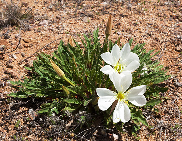 Stemless Evening Primrose Oenothera caespitosa