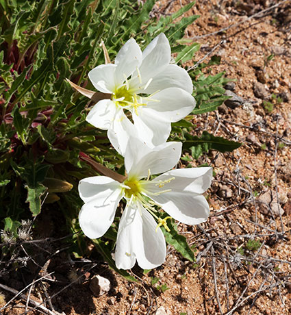 Stemless Evening Primrose Oenothera caespitosa