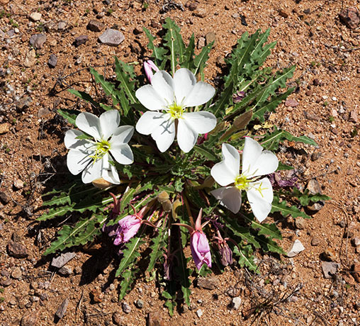 Stemless Evening Primrose Oenothera caespitosa