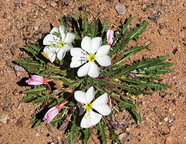 Stemless Evening Primrose Oenothera caespitosa
