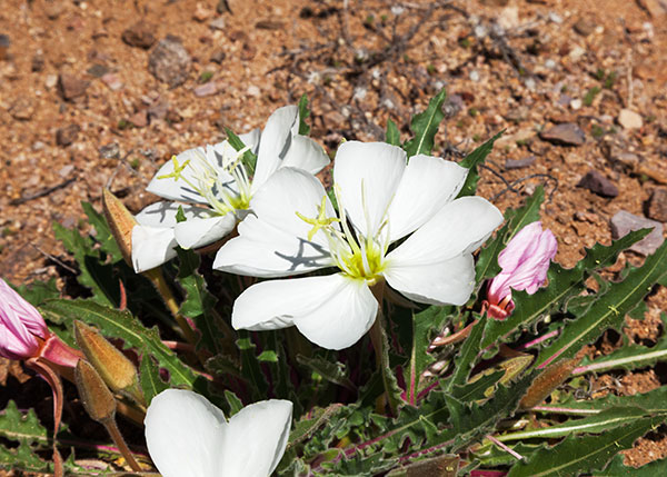 Stemless Evening Primrose Oenothera caespitosa