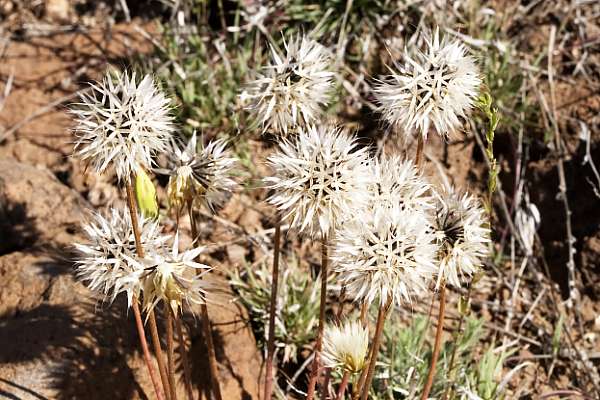 Silver Puffs Uropappus lindleyi  