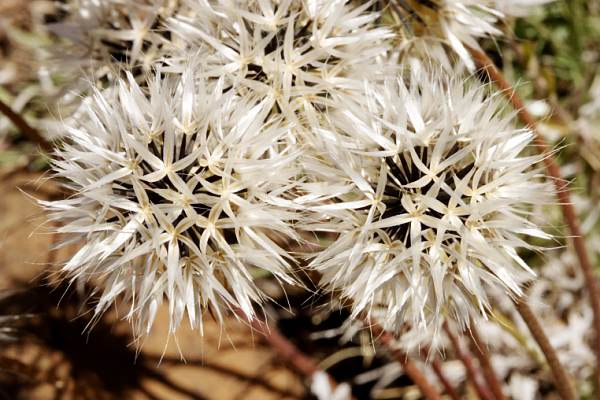 Silver Puffs Uropappus lindleyi  