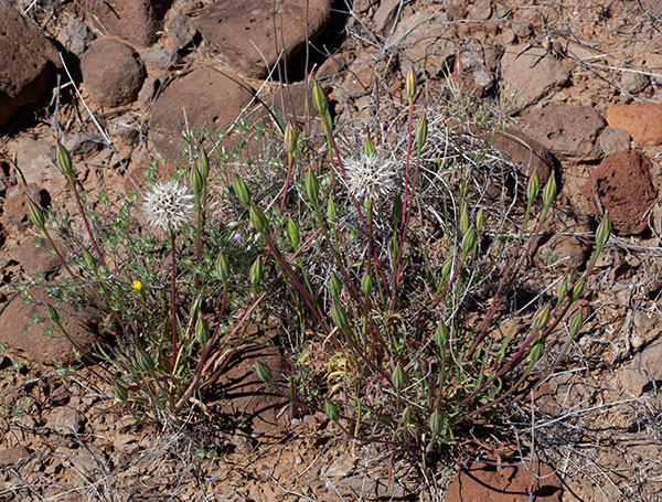 Silver Puffs Uropappus lindleyi  