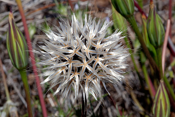 Silver Puffs Uropappus lindleyi  