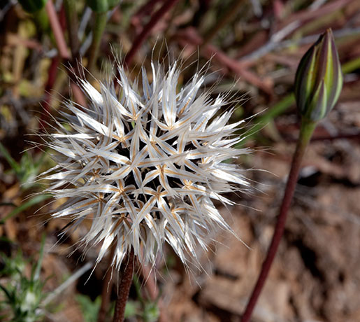 Silver Puffs Uropappus lindleyi  